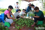 东阳：“莲蓬经济”带动村民致富 - 林业厅