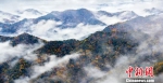 “山不在高，有仙则名。”大巴山中的彩叶，就像是山中仙子，点缀了山林间浓郁的秋色。图为城口彩叶景色。张昌军 摄 - 浙江新闻网