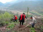 武义今年将新植珍贵树54万株　百名林技人员一线指导 - 林业厅