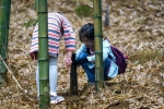 一颗竹笋撬动乡村振兴 萧山义桥的生态经济亮了 - 林业厅