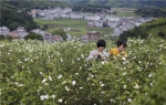 栀子花香飘满山野 - 林业厅