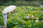 宁波进入最美赏荷季 想看荷花可以去这些地方 - 林业厅