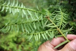 遂昌县湖山林场黄家山榧树雄株现花蕾 - 林业厅