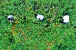 城北康桥50000平方米花海夏花初放！实景图来啦！ - 林业厅