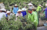 上虞：江上花海栽花忙 - 林业厅