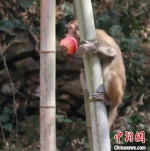 野生猕猴在林间觅食 赵坚胜 摄 - 浙江网