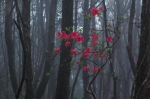 一树千花！景宁千亩高山杜鹃迎来颜值巅峰 - 林业厅