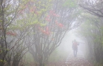 一树千花！景宁千亩高山杜鹃迎来颜值巅峰 - 林业厅