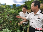 台州海关关员在采摘前对杨梅基地开展核查，了解杨梅种植情况。台州海关供图 - 浙江新闻网